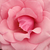 Roza - Vrtnica čajevka - Meichim